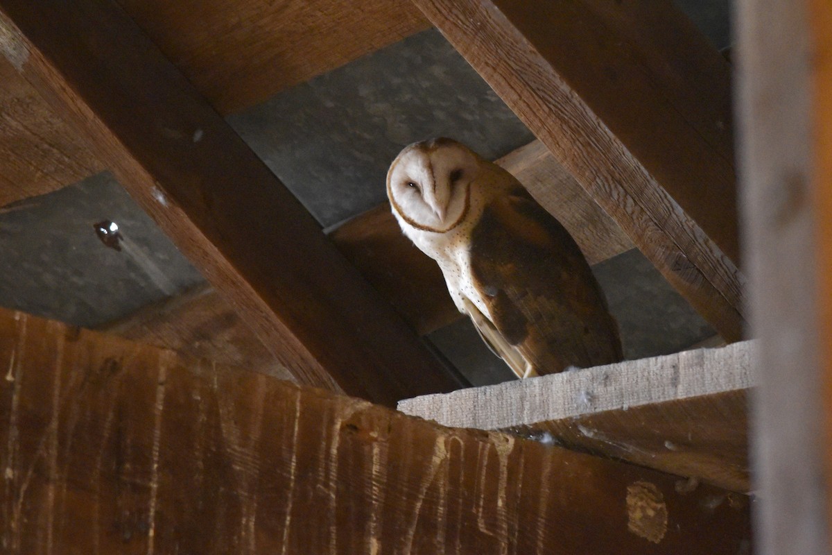 Barn Owl - ML462446181