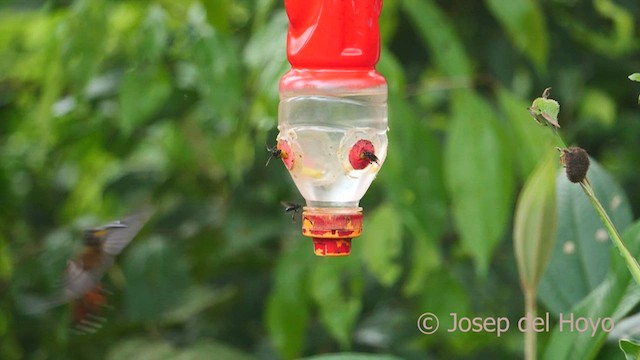 Rufous-breasted Hermit - ML462446921