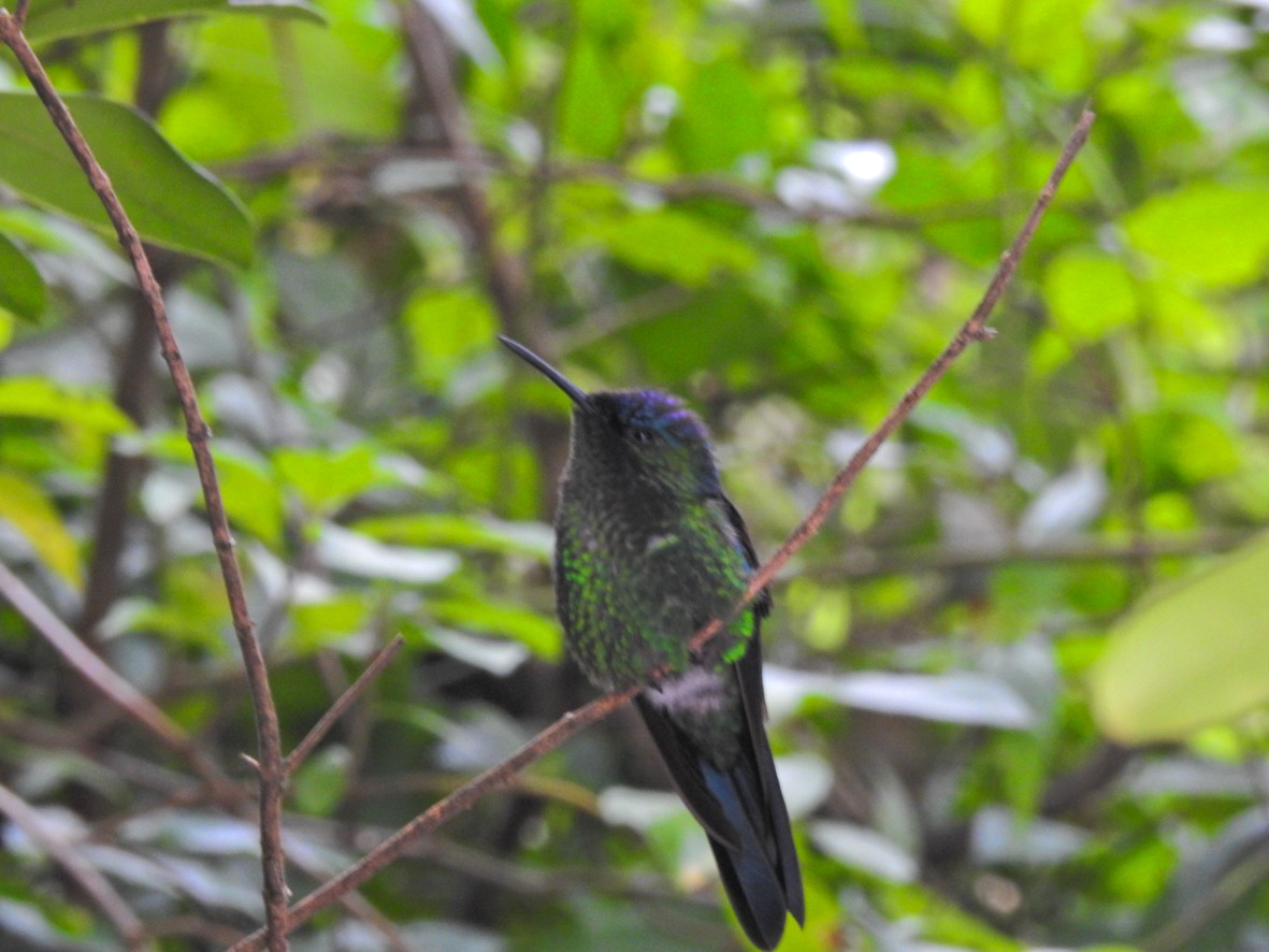 kolibřík fialovotemenný - ML462448511