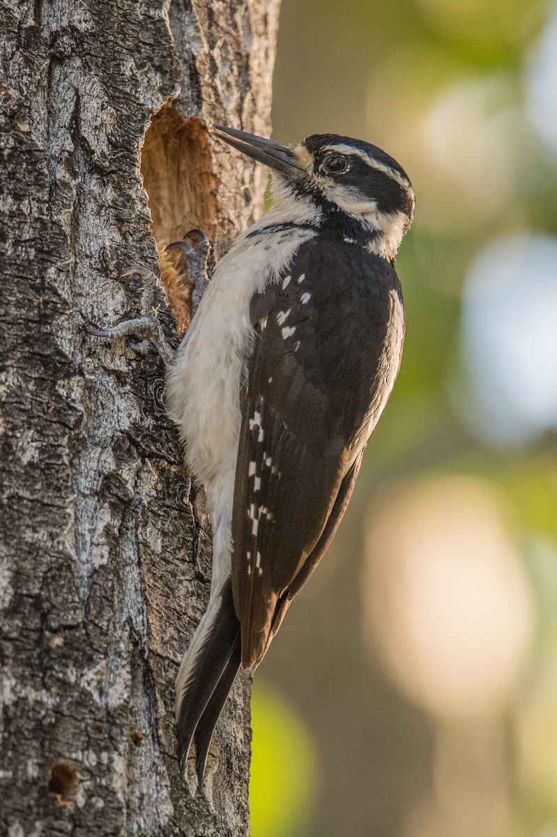 Hairy Woodpecker - Jeff Bleam