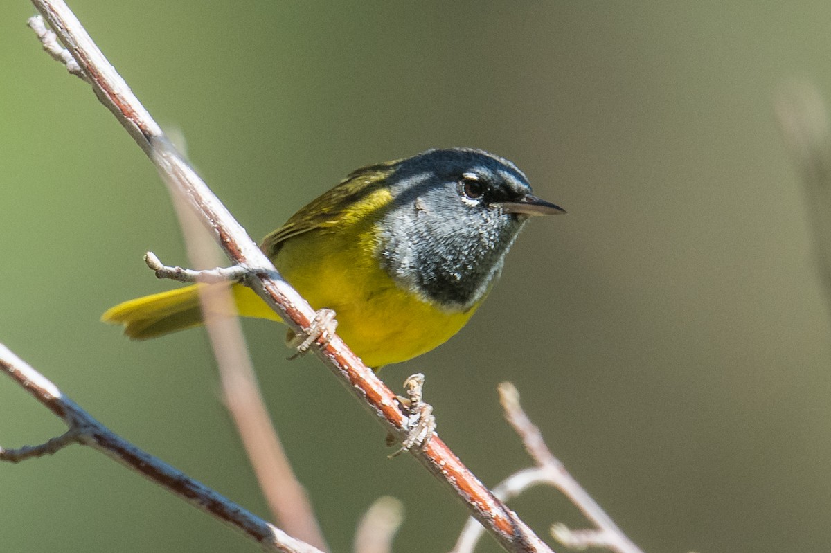 MacGillivray's Warbler - ML462451711