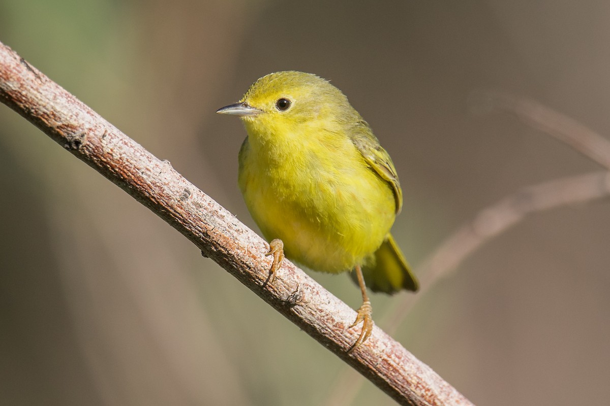 Yellow Warbler (Northern) - ML462451791