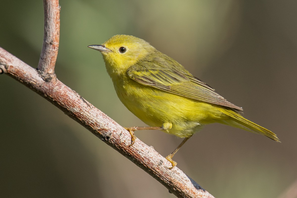 Yellow Warbler (Northern) - ML462451821