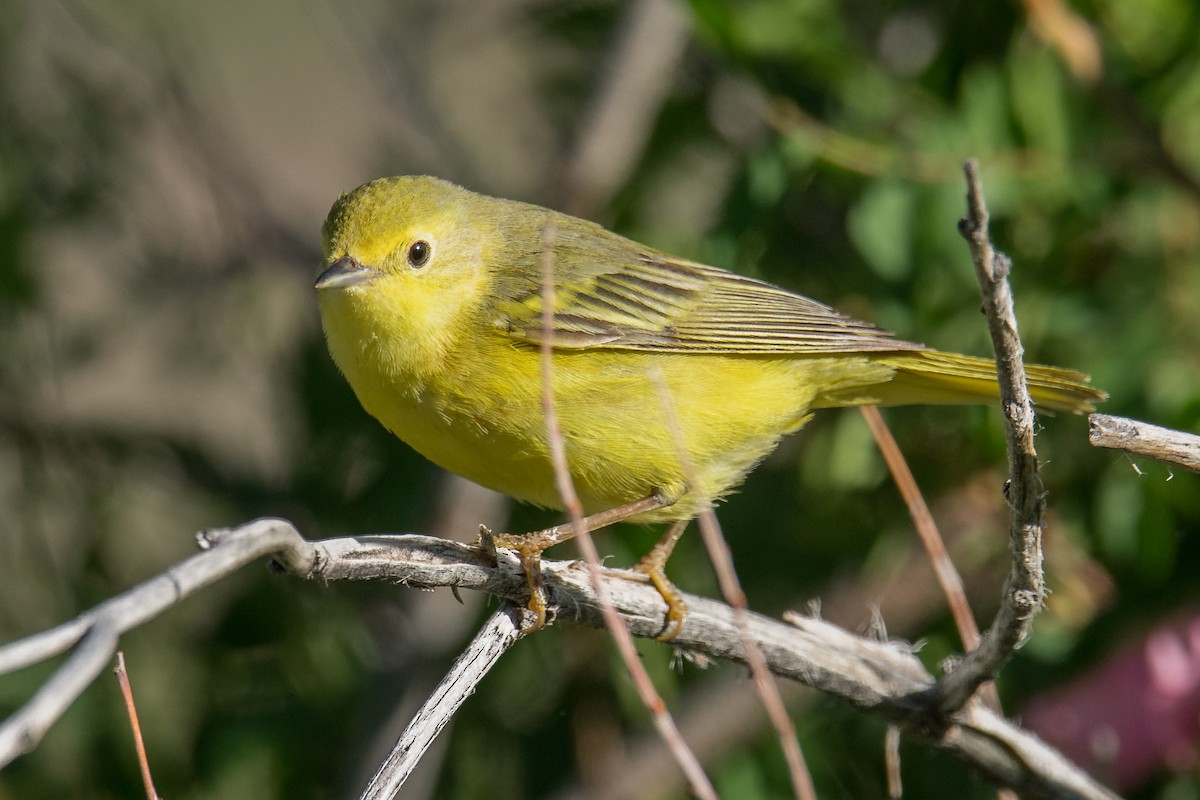 Yellow Warbler (Northern) - ML462451851