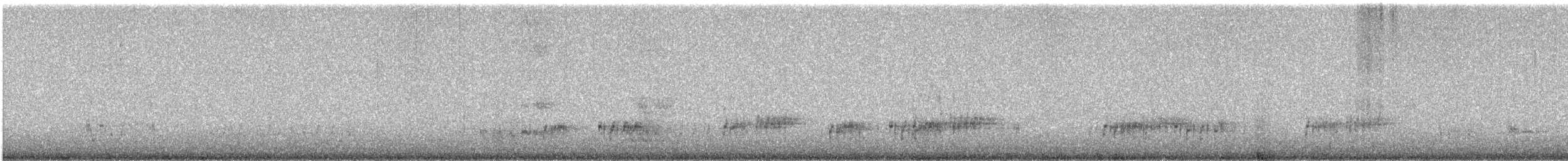 Western Grebe - ML462453111