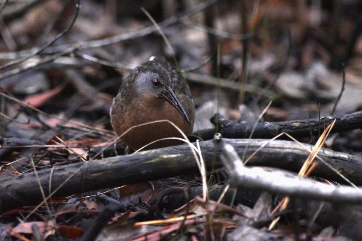 Virginia Rail - ML462453791