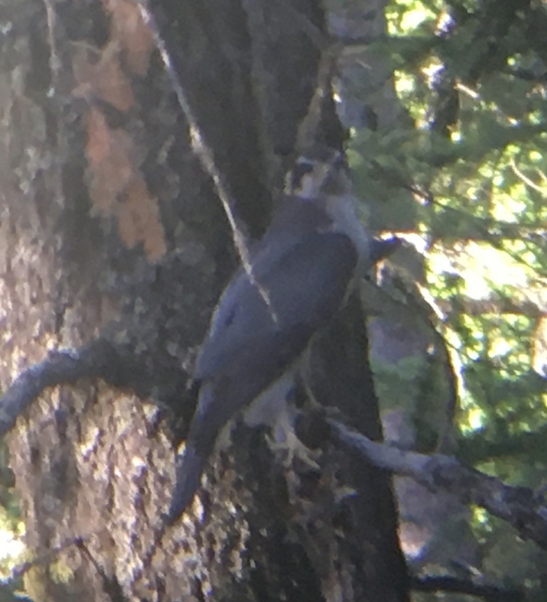 American Goshawk - ML462454191