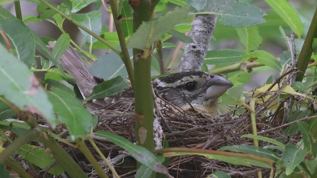 Black-headed Grosbeak - ML462454781