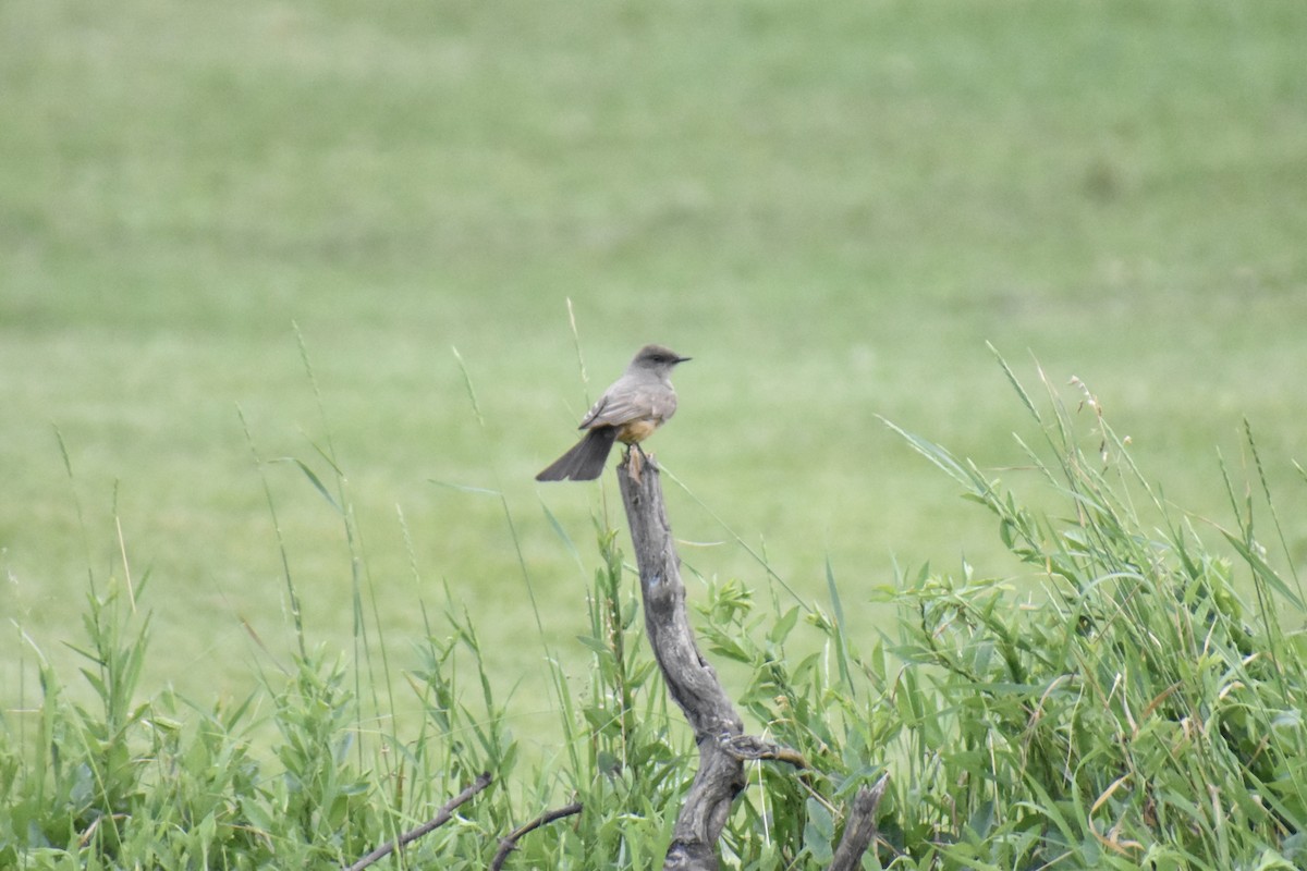 Say's Phoebe - ML462455651