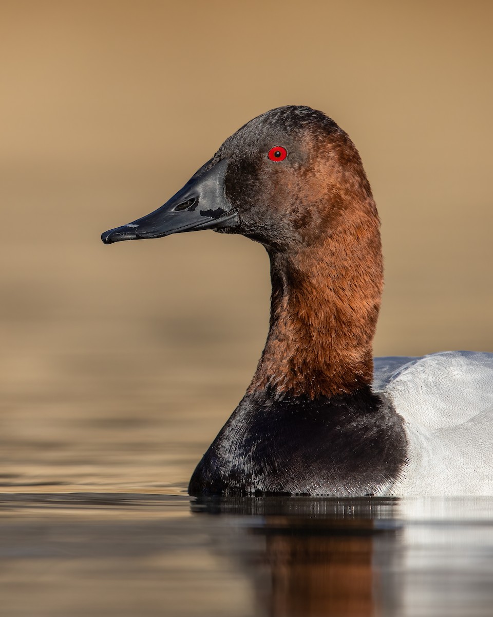 Canvasback - ML462455661