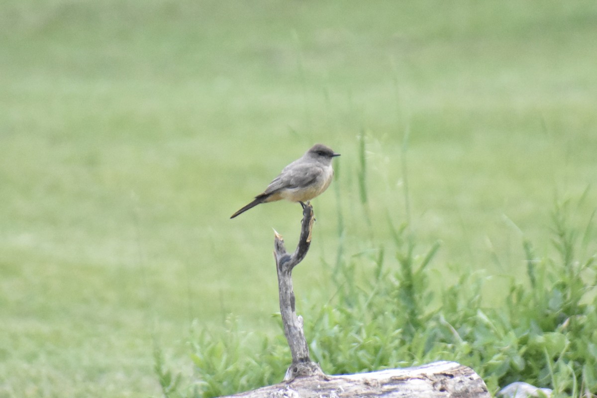 Say's Phoebe - ML462455801