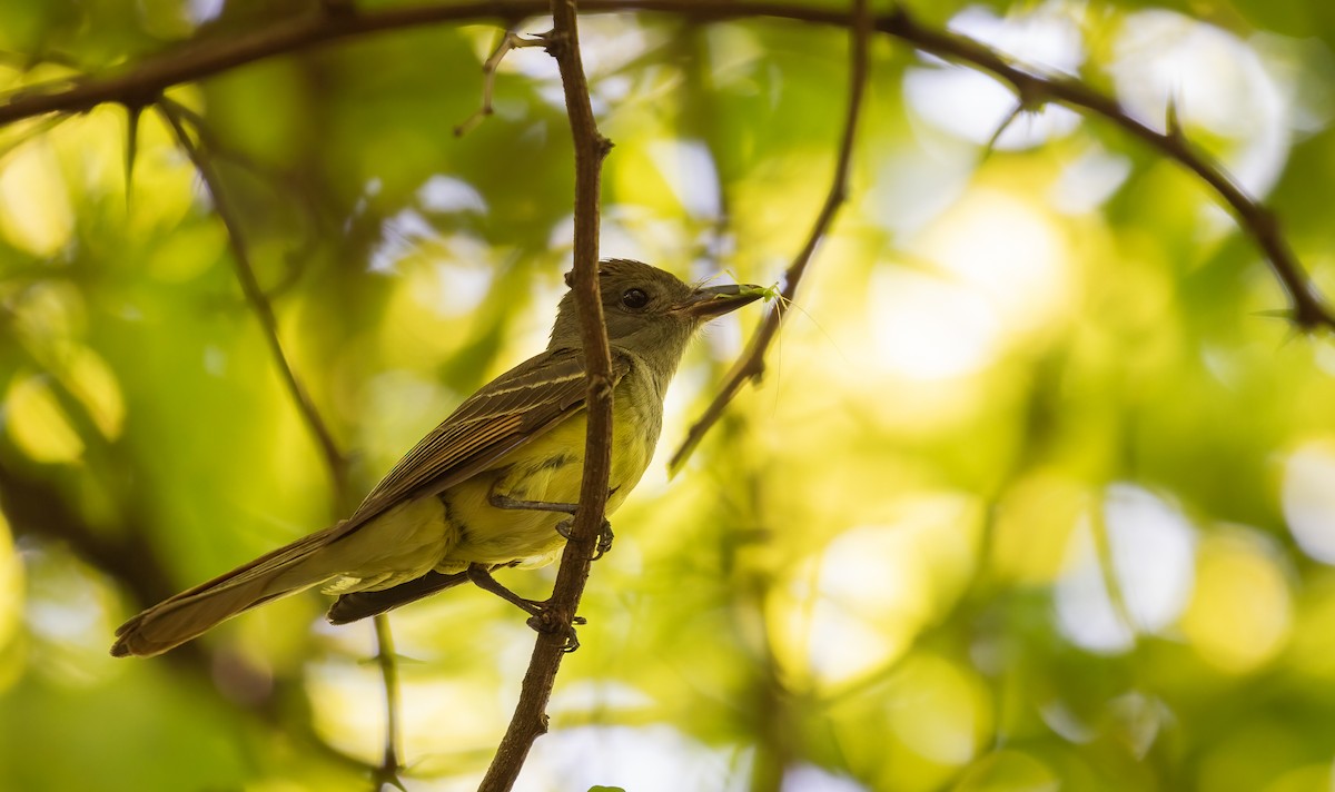 Great Crested Flycatcher - Richard  Davis