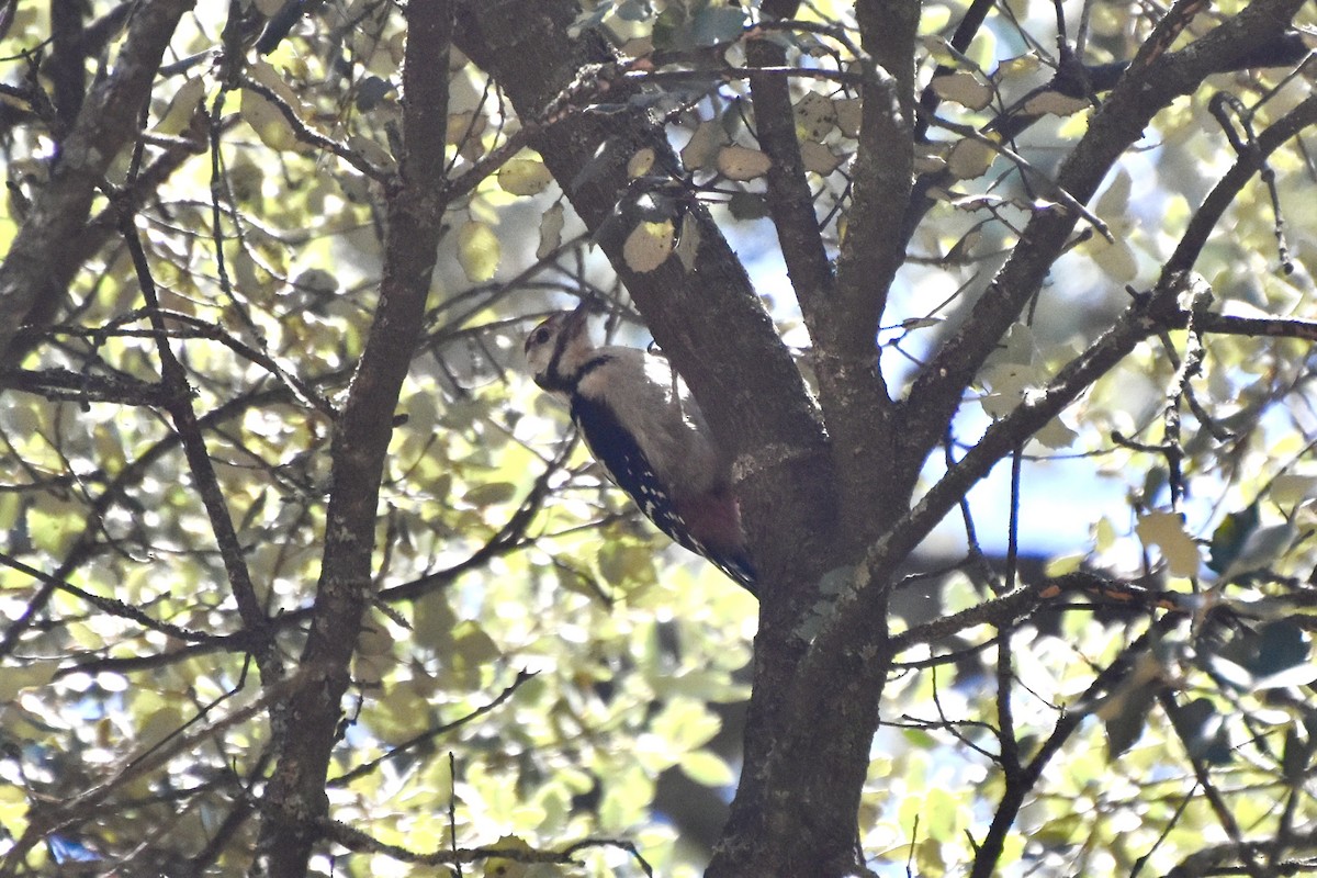 Great Spotted Woodpecker - ML462457481