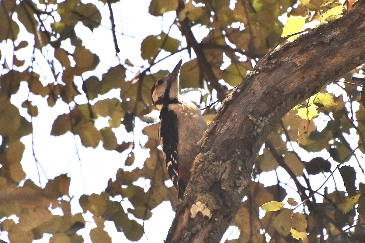 Great Spotted Woodpecker - ML462457491