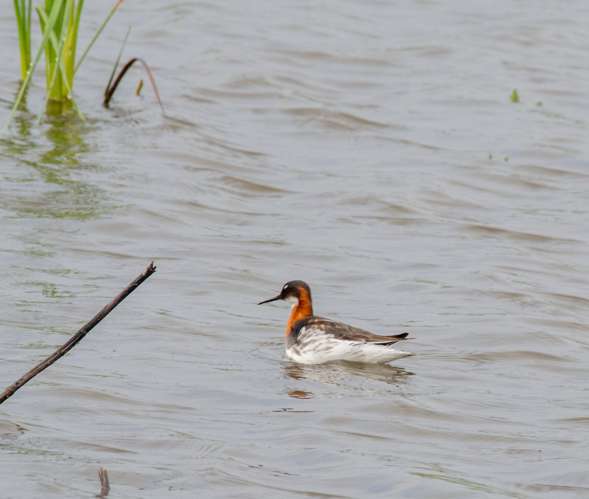 Phalarope à bec étroit - ML462457891