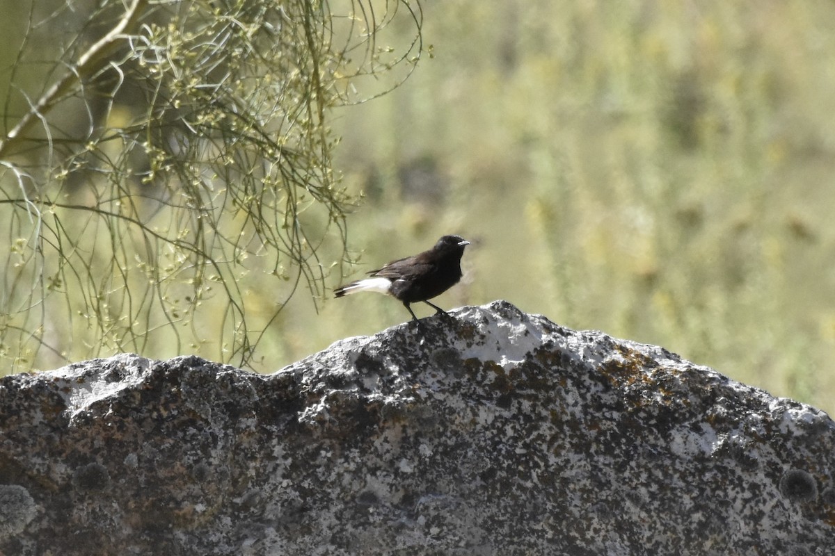 Black Wheatear - ML462458051