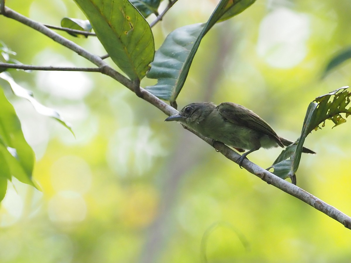 Western/Eastern Olivaceous Flatbill - Mark Sutton