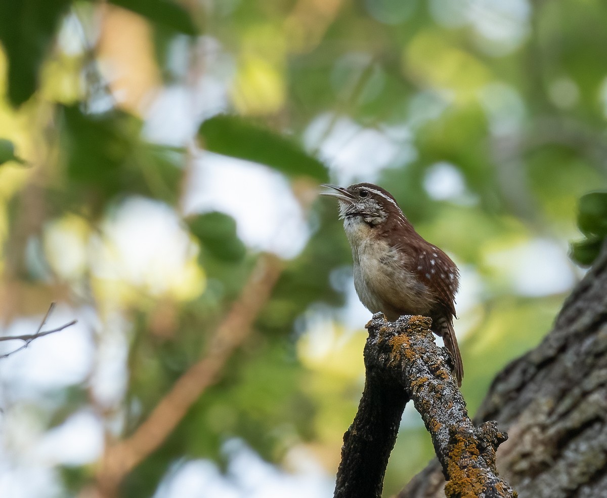 Carolina Wren - ML462461861