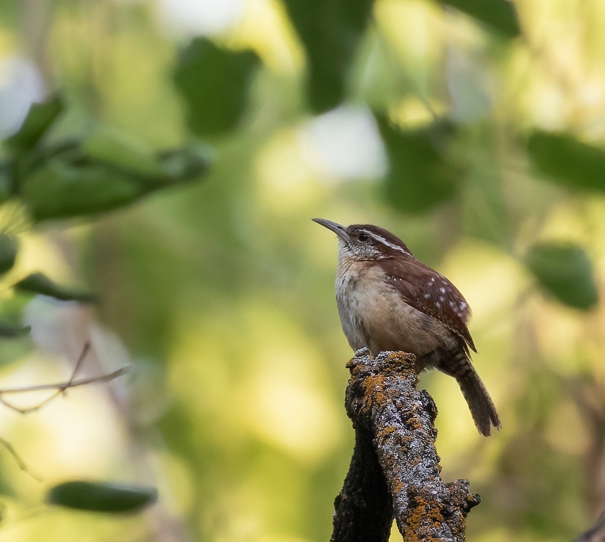 Carolina Wren - ML462461871