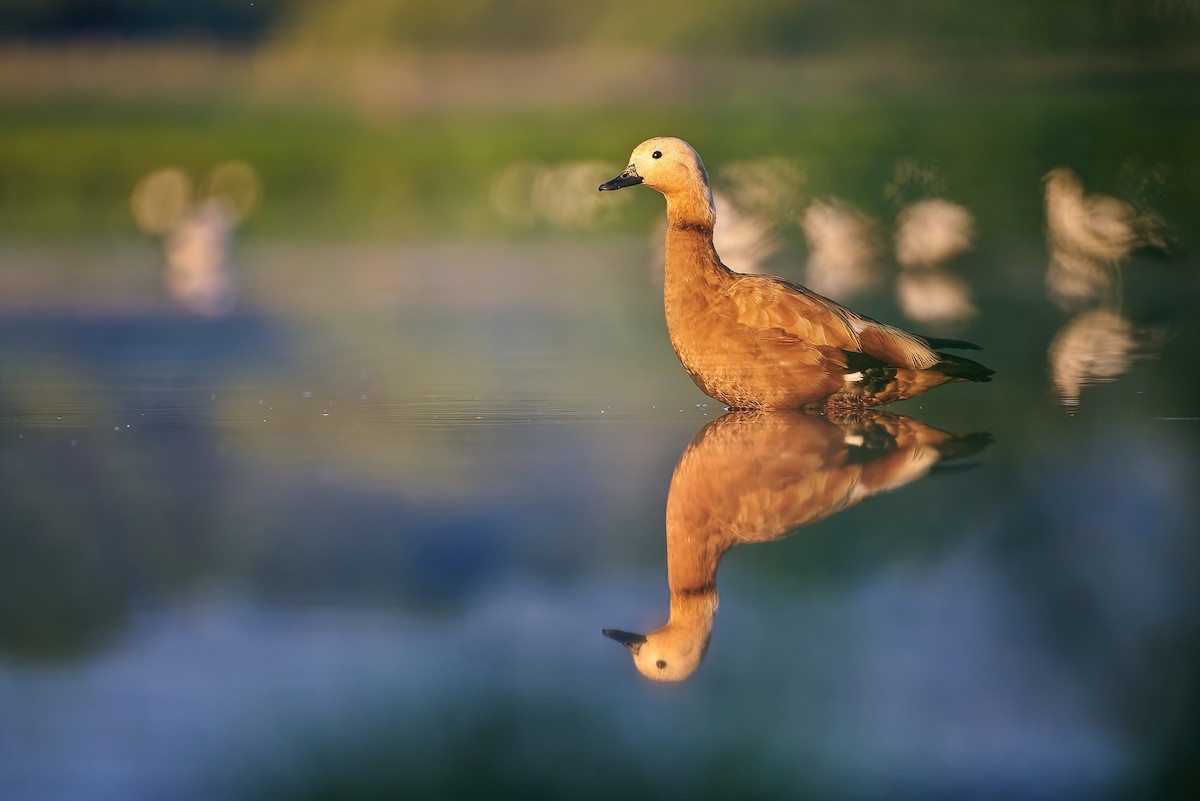 Ruddy Shelduck - Jiří Švestka
