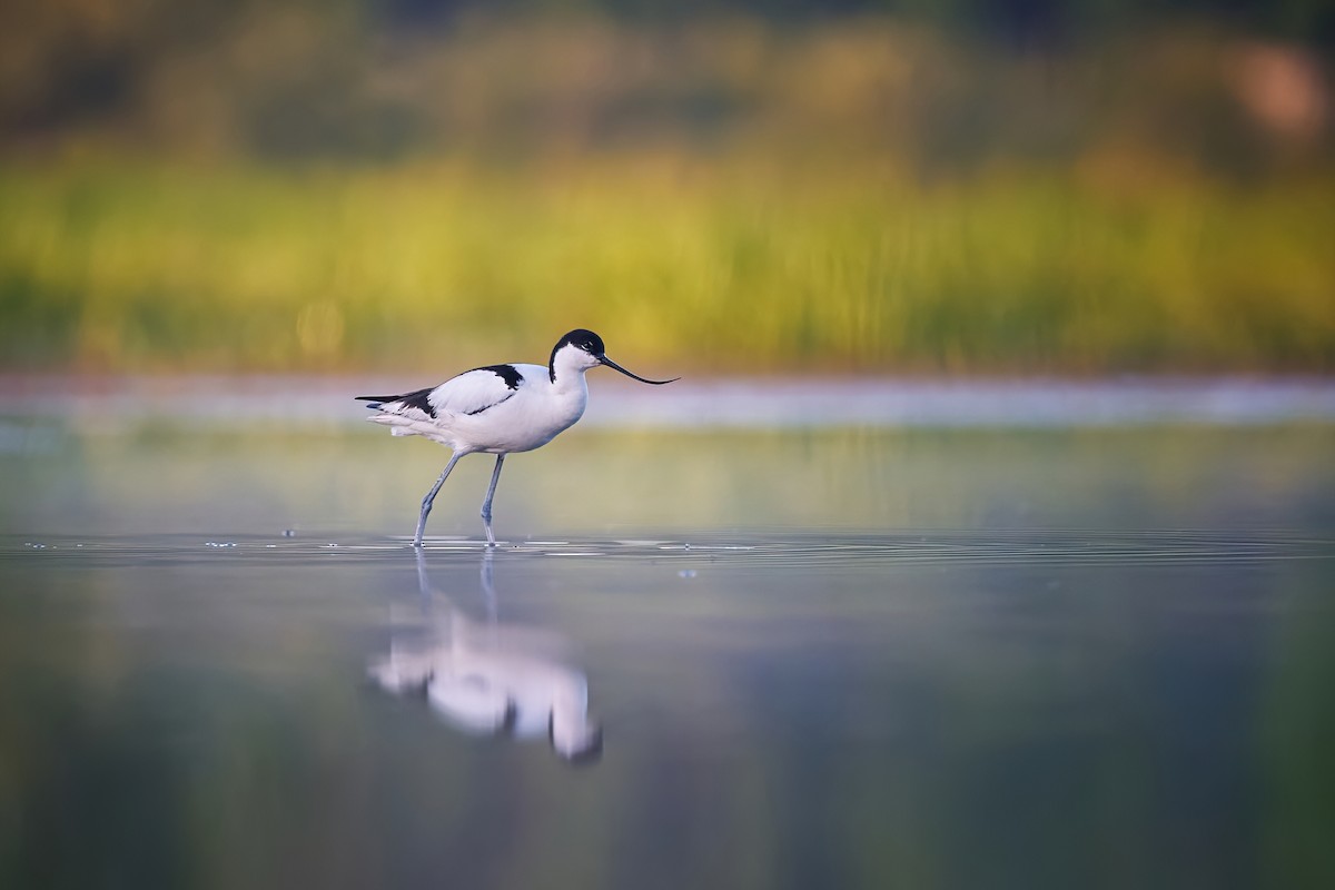 Pied Avocet - Jiří Švestka