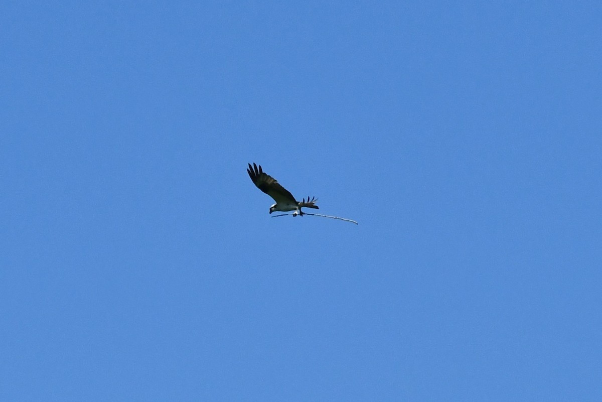 Загасч явлаг - ML462463251