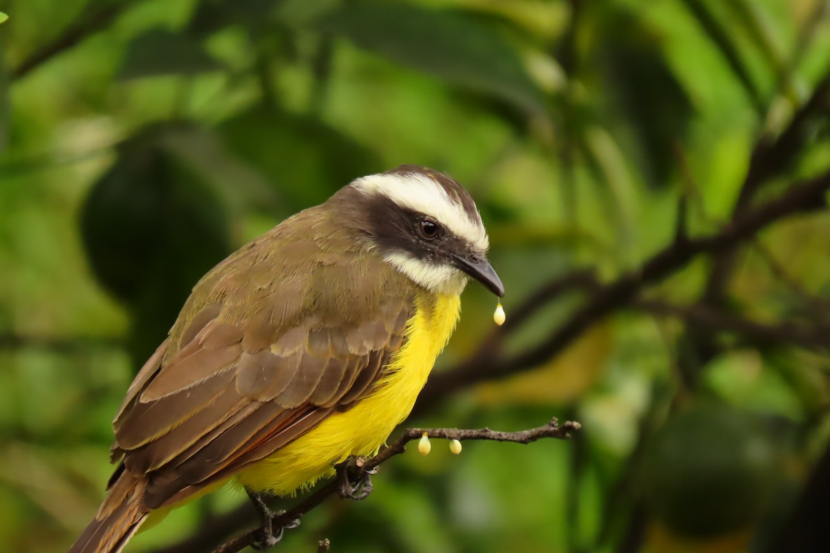 Rusty-margined/Social Flycatcher - ML462463441