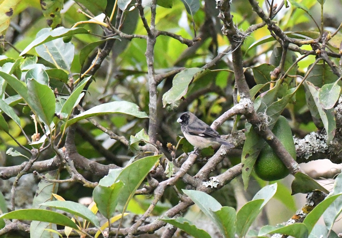 Black-and-white Seedeater - ML462465441