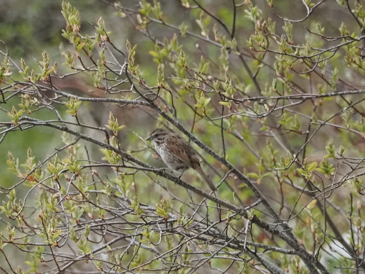 Song Sparrow - ML462466001