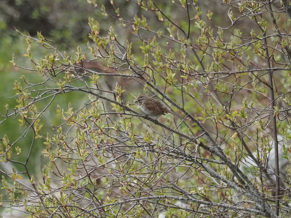 Song Sparrow - ML462466011