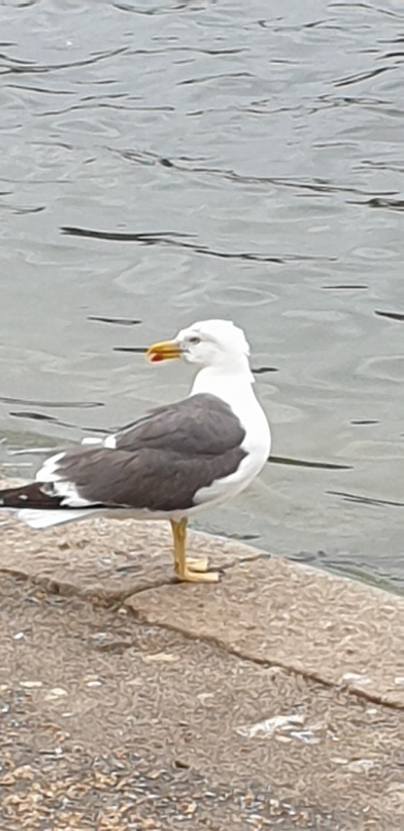 Lesser Black-backed Gull - Etienne Decencière