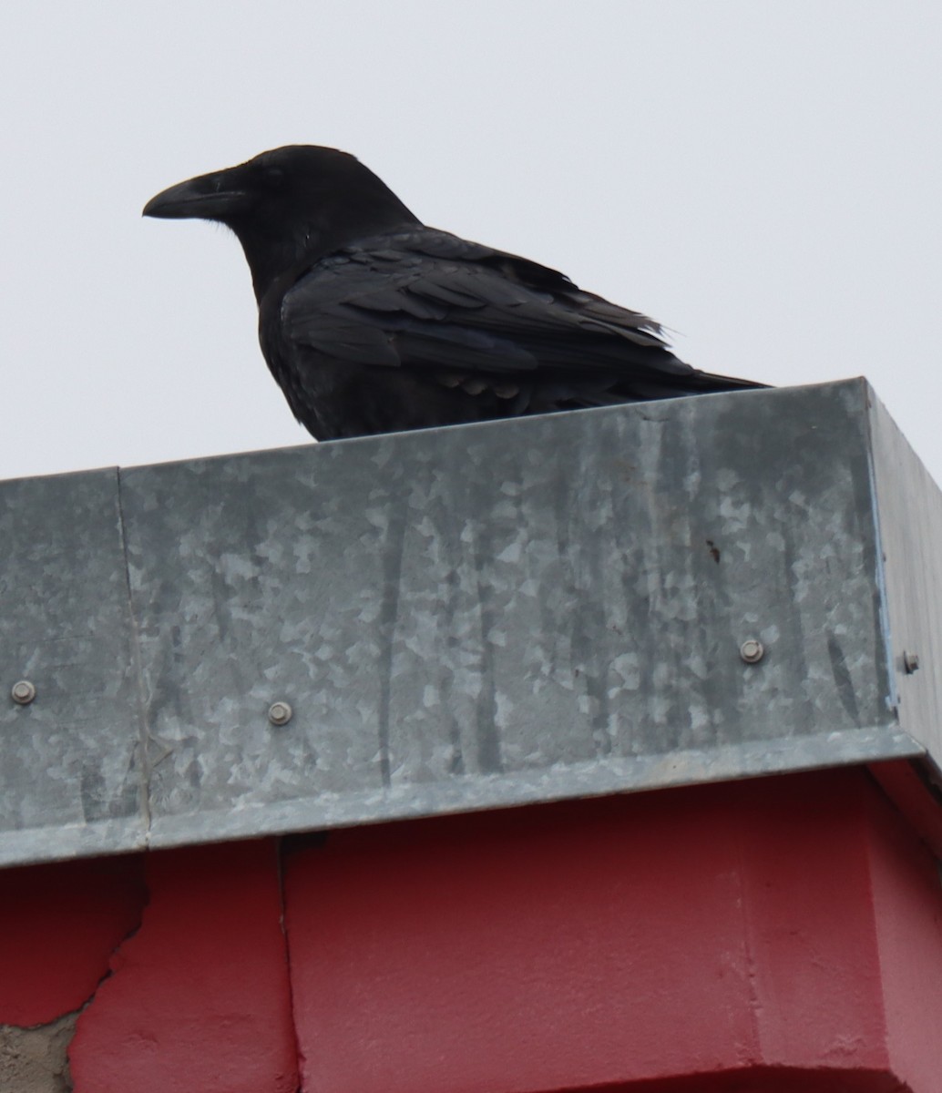 Common Raven - Jan Badura