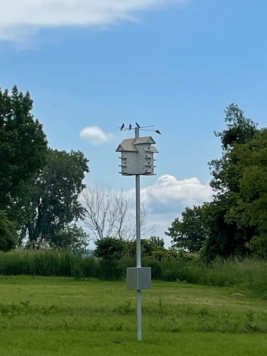 Purple Martin - ML462466401