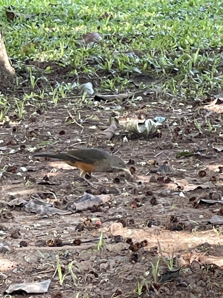 Rufous-bellied Thrush - ML462466911