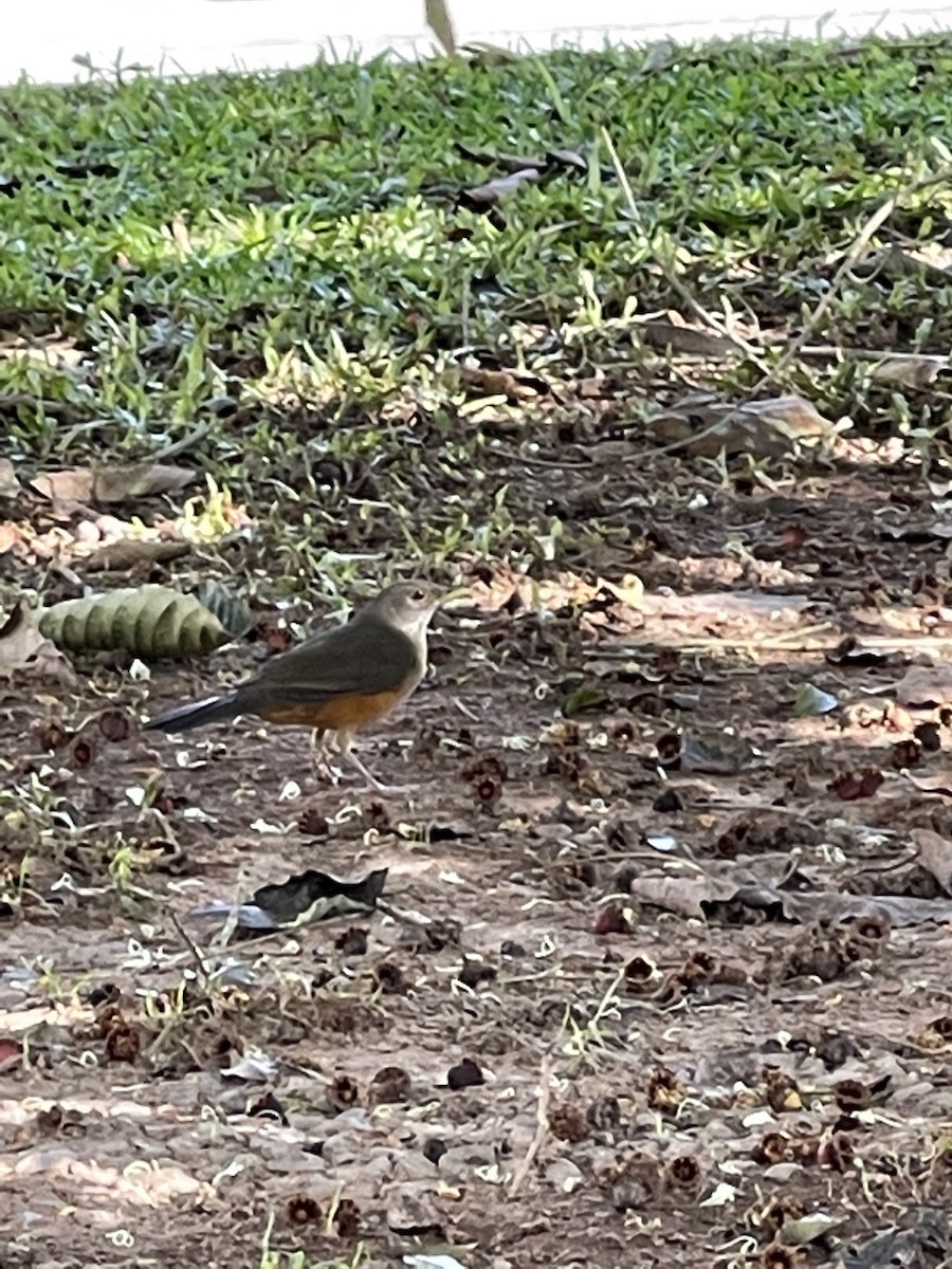 Rufous-bellied Thrush - ML462466931