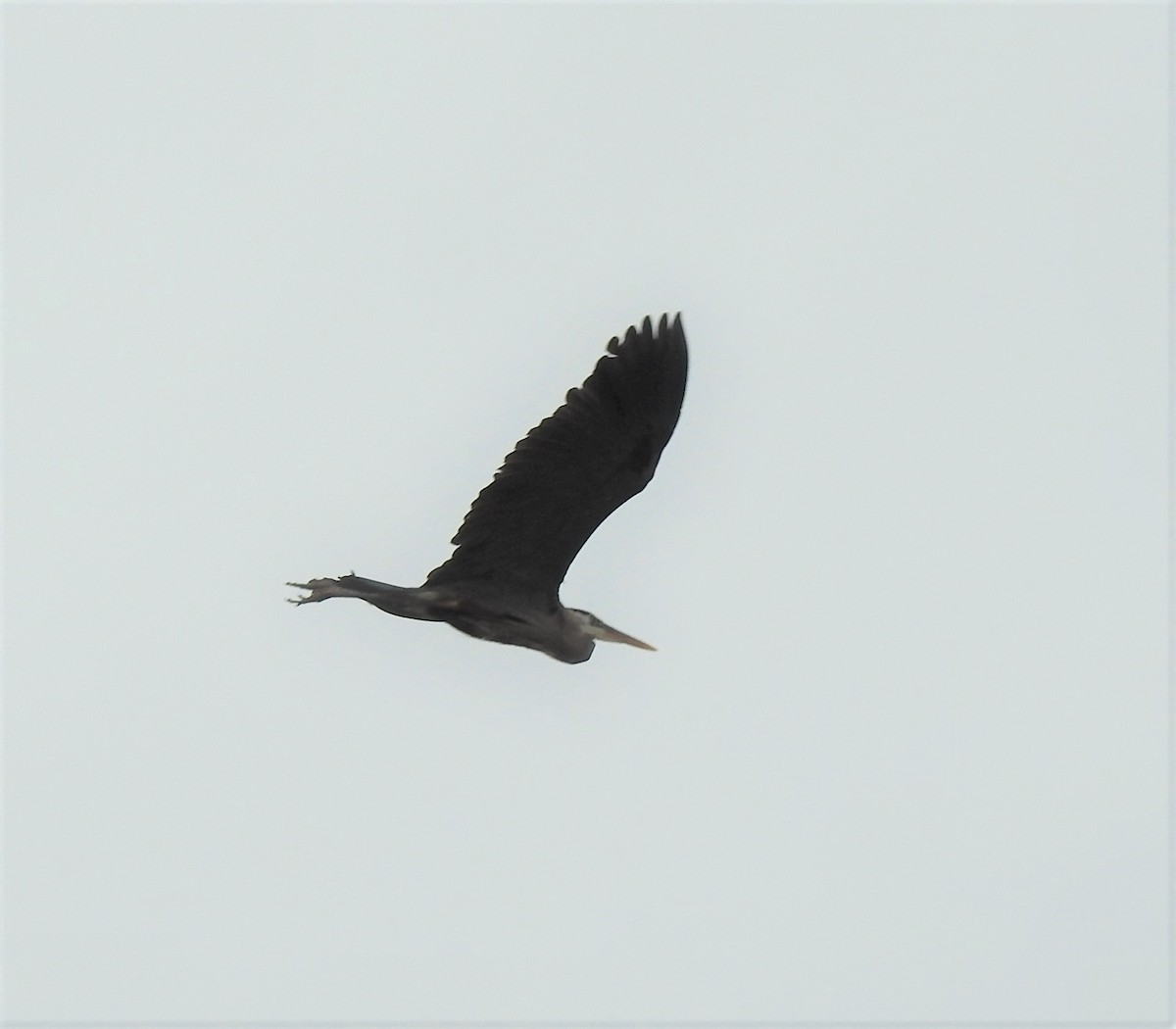 Great Blue Heron - ML462466951