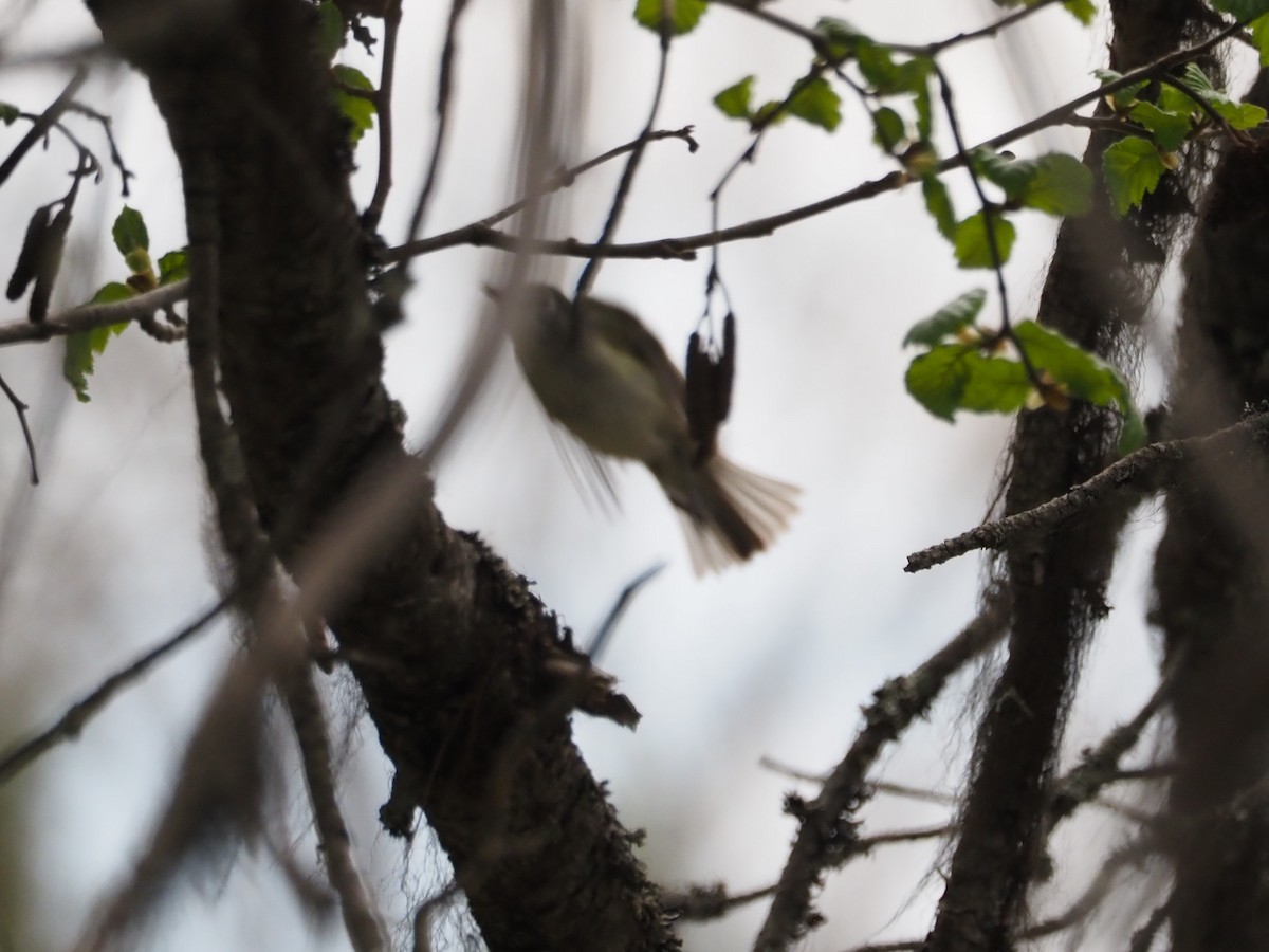 Ruby-crowned Kinglet - ML462467241