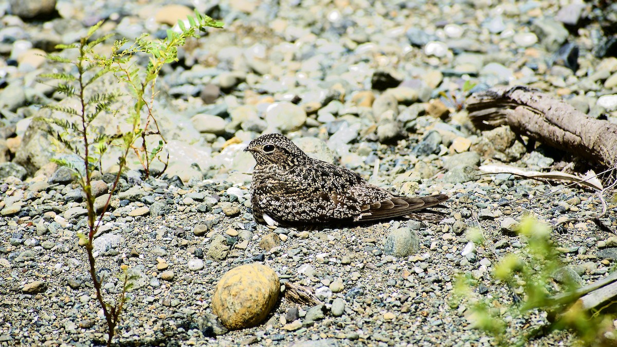 Antillean Nighthawk - Roberto Jovel