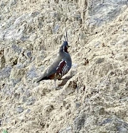 Mountain Quail - Rishab Ghosh