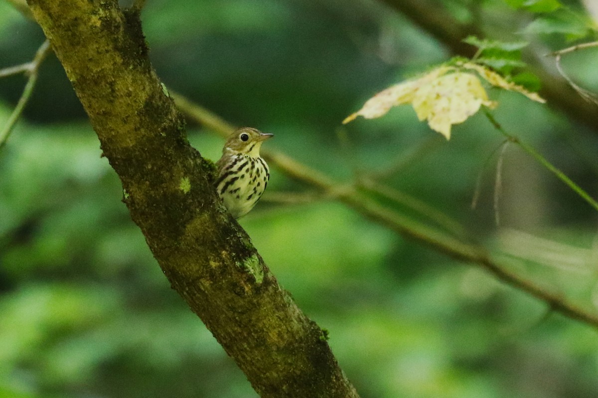 Ovenbird - ML462468721