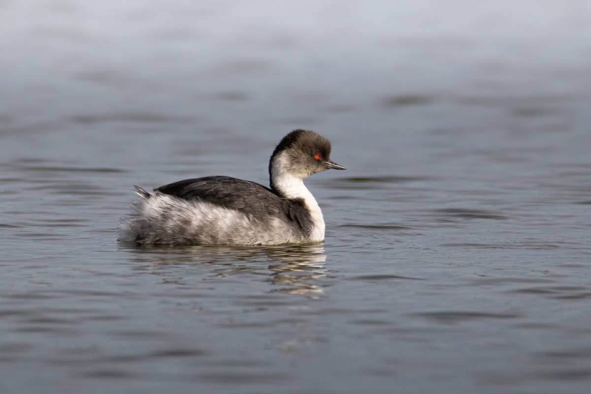 Silvery Grebe - ML462468731