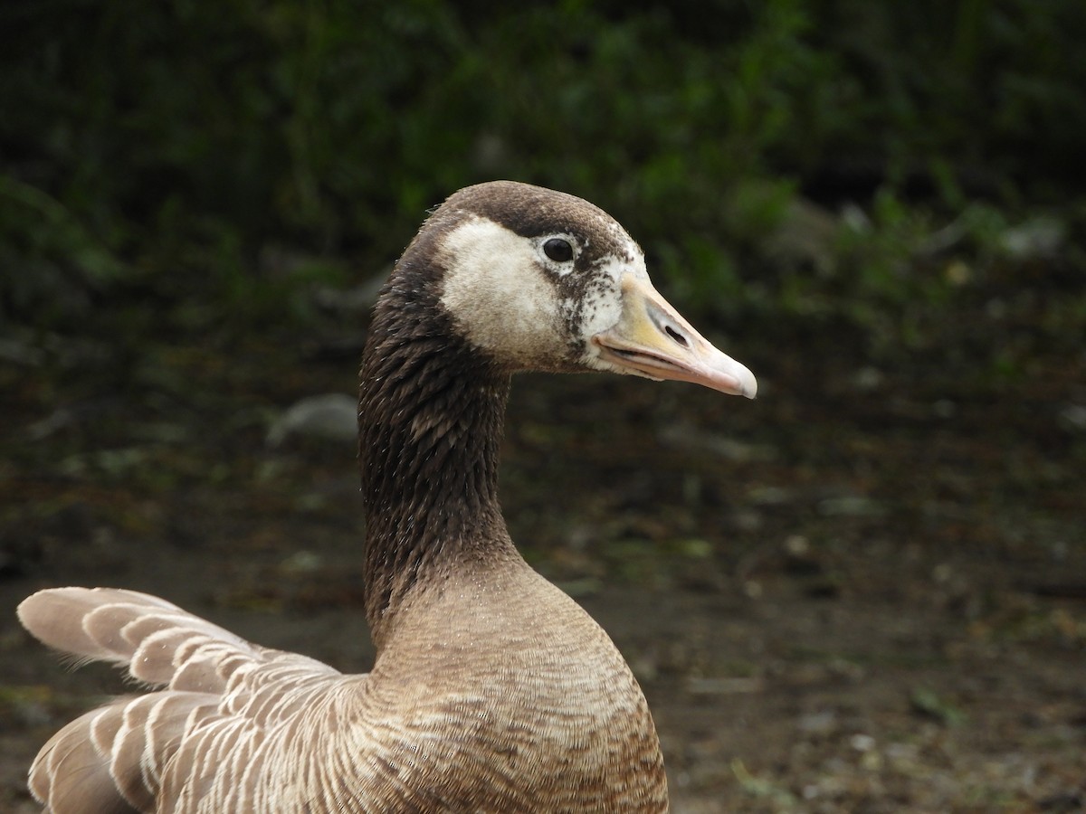 Graylag x Canada Goose (hybrid) - ML462469751