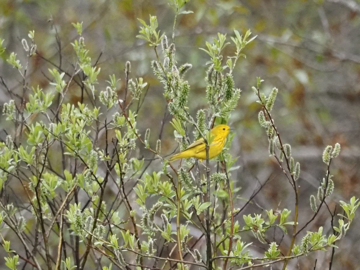 Yellow Warbler (Northern) - ML462470721