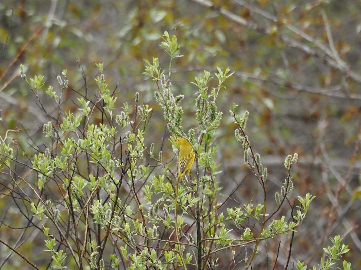 Yellow Warbler (Northern) - ML462470731