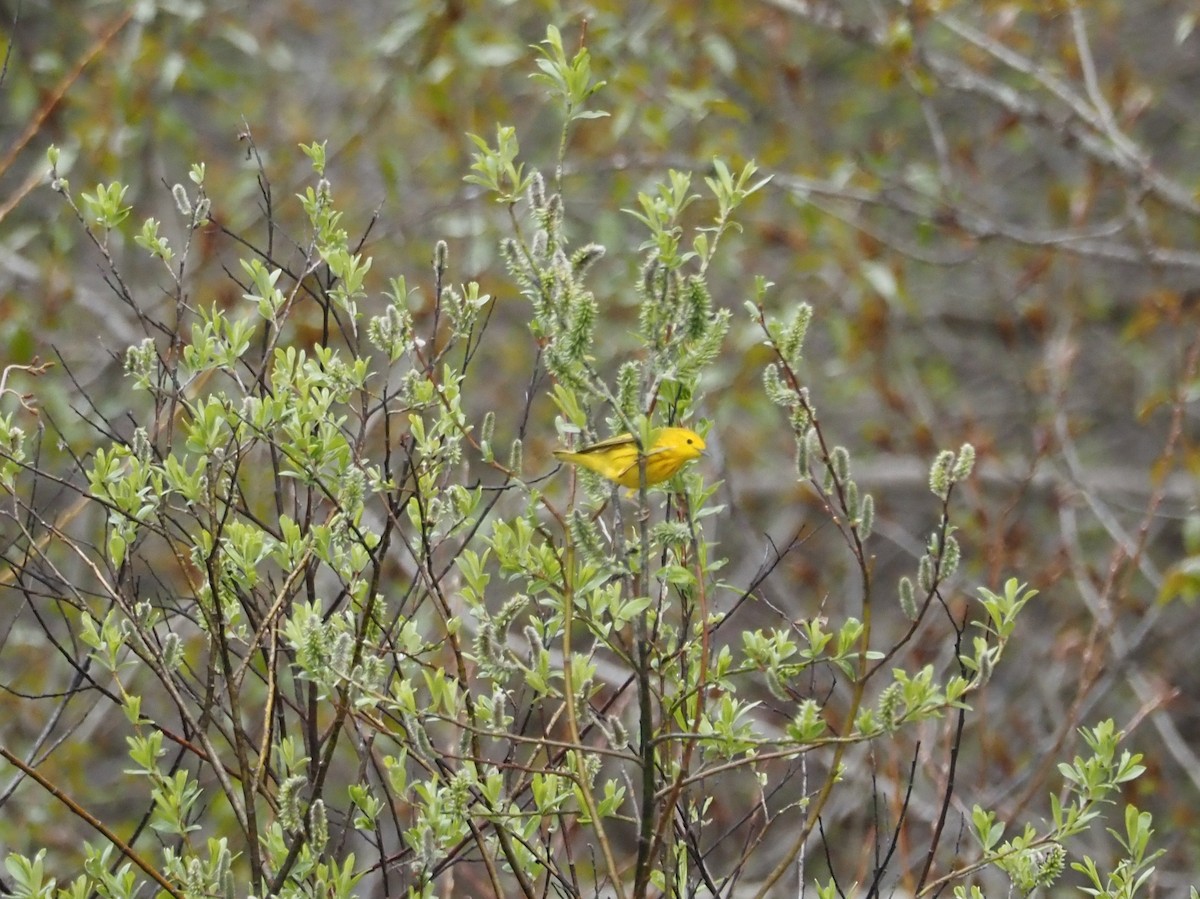 Yellow Warbler (Northern) - ML462470741
