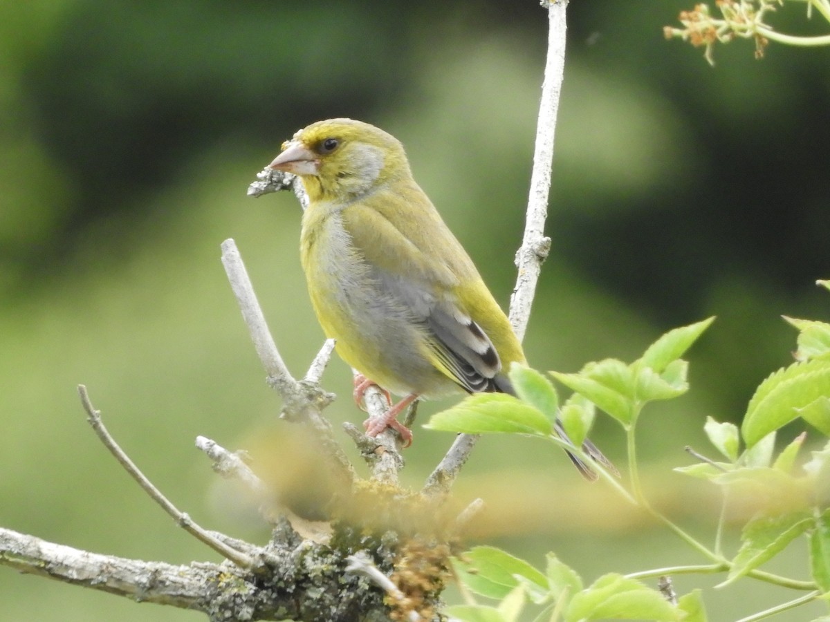 European Greenfinch - ML462470781