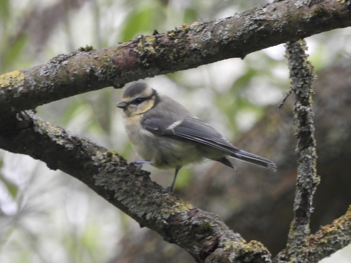 Eurasian Blue Tit - Natalee Bozzi