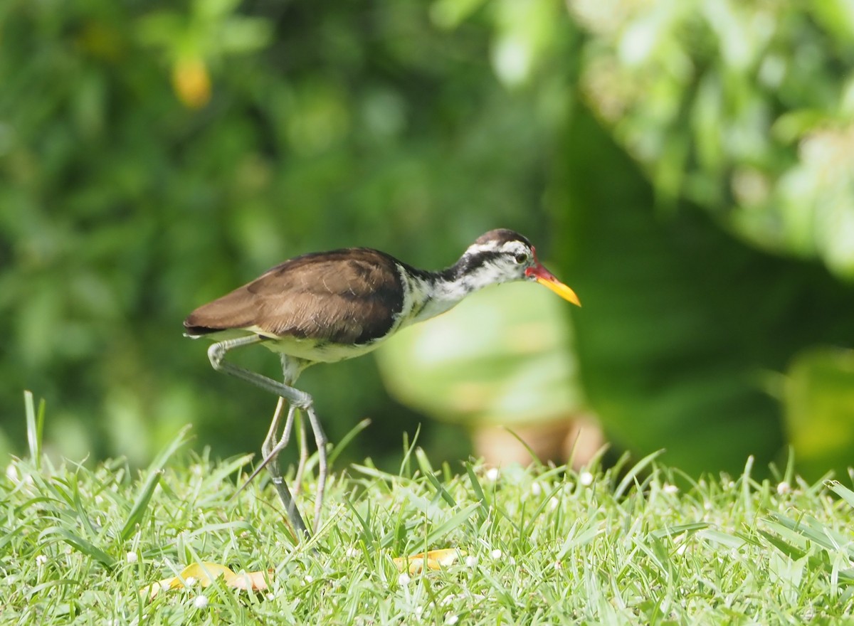 Wattled Jacana - Gloria Nikolai