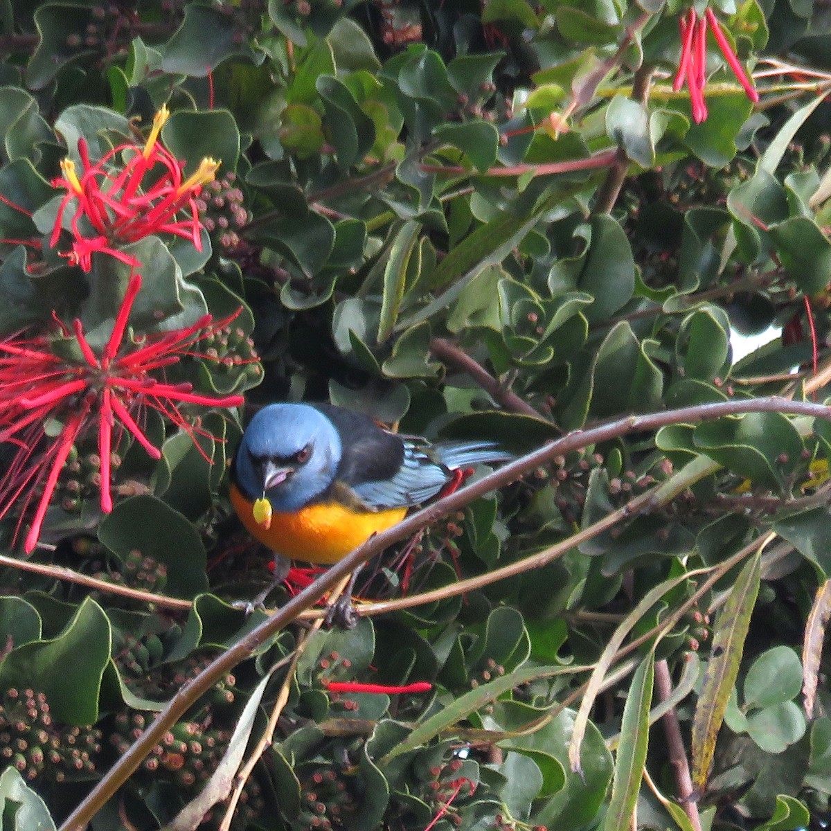 Blue-and-yellow Tanager (Blue-and-yellow) - ML462472801