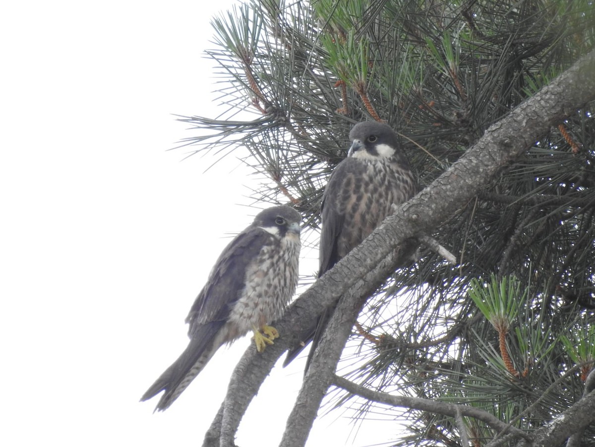 Eleonora's Falcon - Jose Vicente Navarro San Andrés